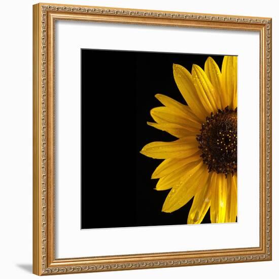 Sunflower Number 3-Steve Gadomski-Framed Photographic Print