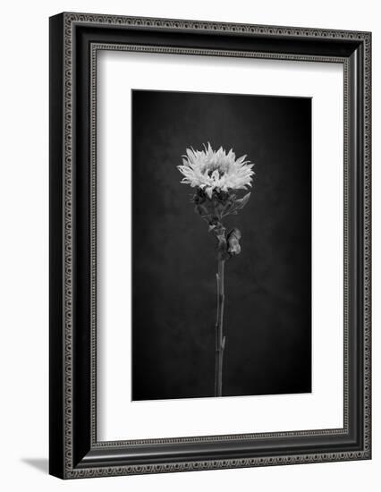 Sunflower Number 5 BW-Steve Gadomski-Framed Photographic Print