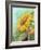 Sunflower, Oil Painting On Canvas-Valenty-Framed Art Print