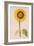 Sunflower or Helianthus, from "La Guirlande de Julie", circa 1642-Nicolas Robert-Framed Giclee Print