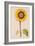 Sunflower or Helianthus, from "La Guirlande de Julie", circa 1642-Nicolas Robert-Framed Giclee Print