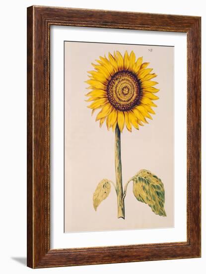 Sunflower or Helianthus, from "La Guirlande de Julie", circa 1642-Nicolas Robert-Framed Giclee Print