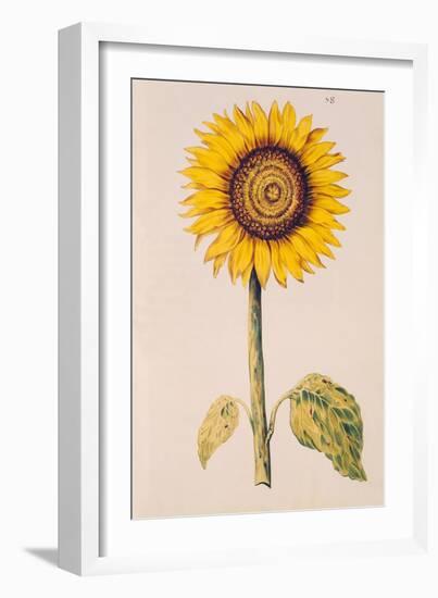 Sunflower or Helianthus, from "La Guirlande de Julie", circa 1642-Nicolas Robert-Framed Giclee Print