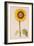 Sunflower or Helianthus, from "La Guirlande de Julie", circa 1642-Nicolas Robert-Framed Giclee Print