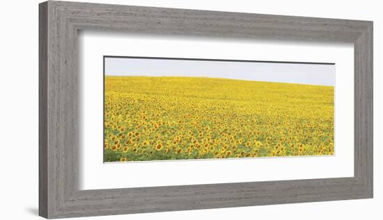 Sunflower Panorama-Stephen Gassman-Framed Giclee Print