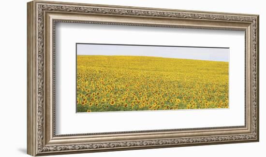 Sunflower Panorama-Stephen Gassman-Framed Art Print