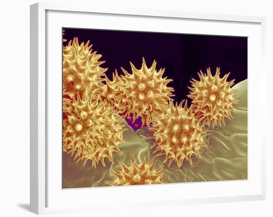 Sunflower pollen at a magnification of x1000-Micro Discovery-Framed Photographic Print