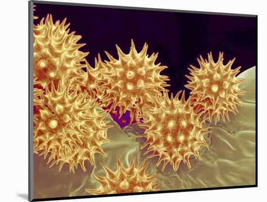 Sunflower pollen at a magnification of x1000-Micro Discovery-Mounted Photographic Print