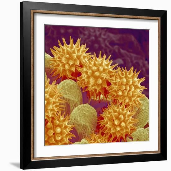 Sunflower pollen at a magnification of x1000-Micro Discovery-Framed Photographic Print