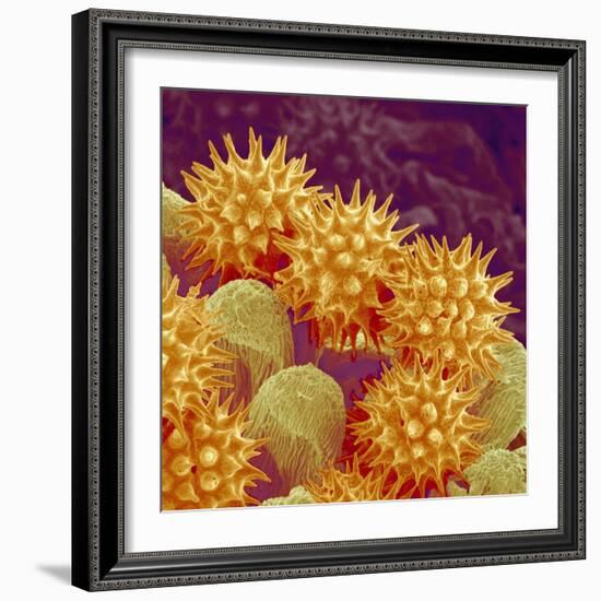 Sunflower pollen at a magnification of x1000-Micro Discovery-Framed Photographic Print
