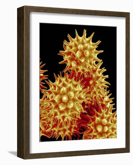 Sunflower Pollen, SEM-Susumu Nishinaga-Framed Photographic Print