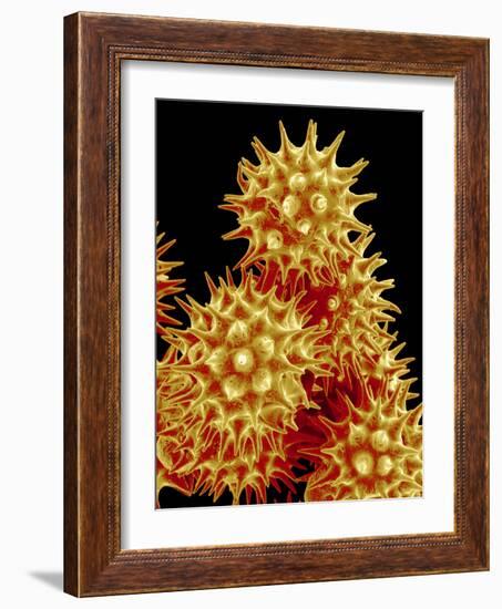 Sunflower Pollen, SEM-Susumu Nishinaga-Framed Photographic Print