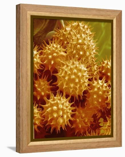 Sunflower Pollen-Micro Discovery-Framed Premier Image Canvas