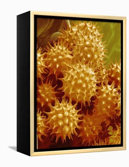 Sunflower Pollen-Micro Discovery-Framed Premier Image Canvas