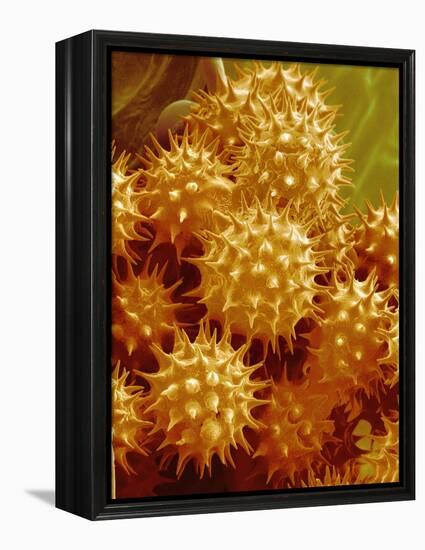 Sunflower Pollen-Micro Discovery-Framed Premier Image Canvas