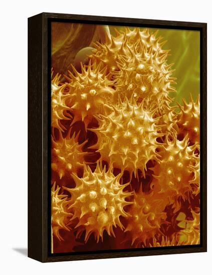 Sunflower Pollen-Micro Discovery-Framed Premier Image Canvas