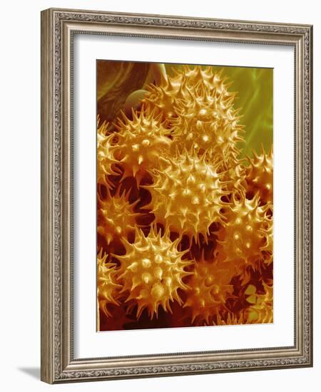 Sunflower Pollen-Micro Discovery-Framed Photographic Print