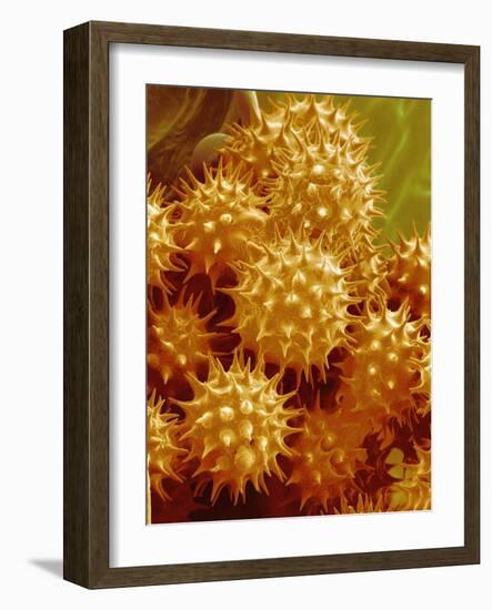 Sunflower Pollen-Micro Discovery-Framed Photographic Print