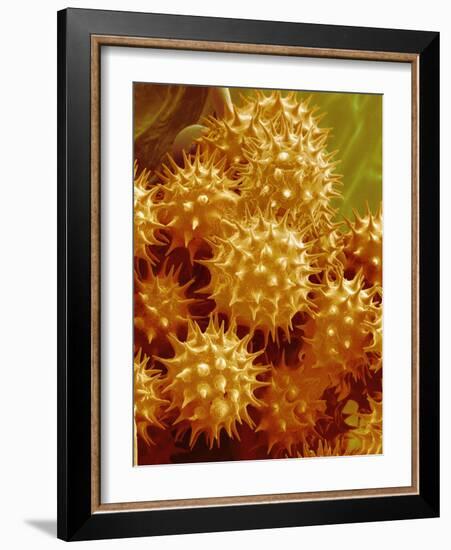 Sunflower Pollen-Micro Discovery-Framed Photographic Print