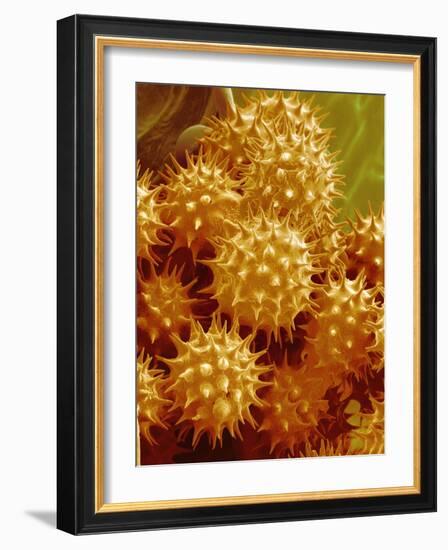 Sunflower Pollen-Micro Discovery-Framed Photographic Print