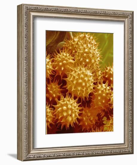 Sunflower Pollen-Micro Discovery-Framed Photographic Print