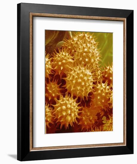 Sunflower Pollen-Micro Discovery-Framed Photographic Print