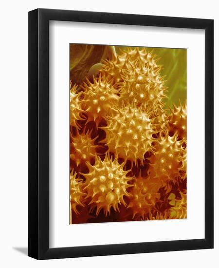 Sunflower Pollen-Micro Discovery-Framed Photographic Print