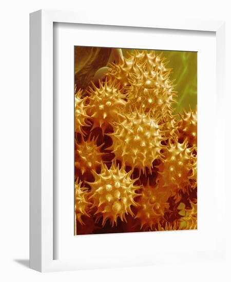 Sunflower Pollen-Micro Discovery-Framed Photographic Print