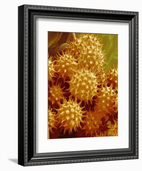 Sunflower Pollen-Micro Discovery-Framed Photographic Print