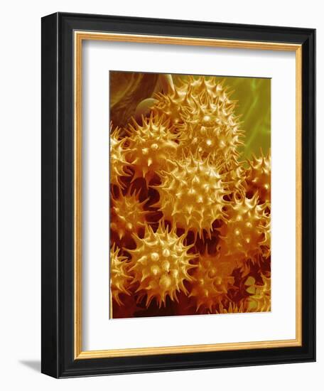 Sunflower Pollen-Micro Discovery-Framed Photographic Print