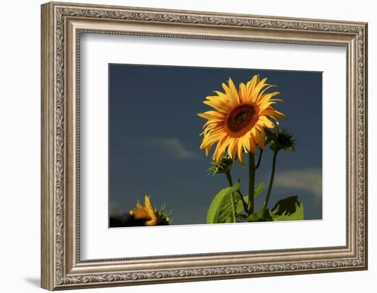 Sunflower Portrait, Sunflower Festival, Hood River, Oregon, USA-Michel Hersen-Framed Photographic Print