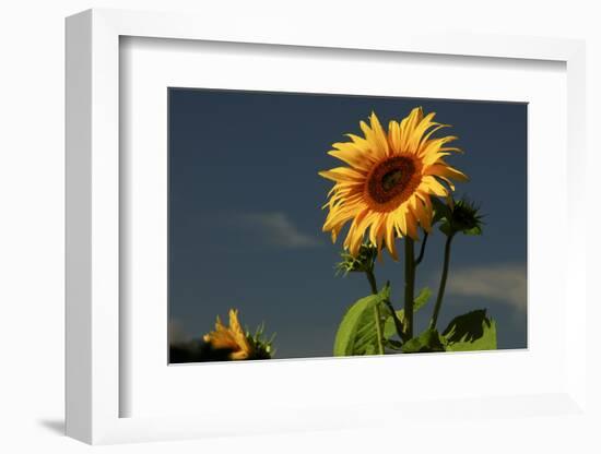 Sunflower Portrait, Sunflower Festival, Hood River, Oregon, USA-Michel Hersen-Framed Photographic Print