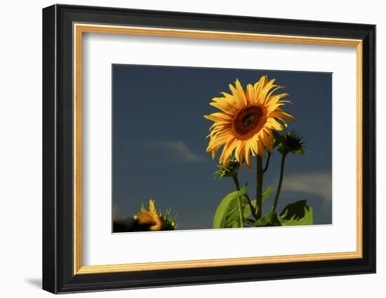 Sunflower Portrait, Sunflower Festival, Hood River, Oregon, USA-Michel Hersen-Framed Photographic Print