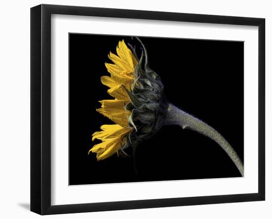 Sunflower Profile-Lori Hutchison-Framed Photographic Print