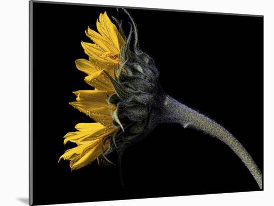 Sunflower Profile-Lori Hutchison-Mounted Photographic Print