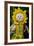 Sunflower Puppet-Charles Bowman-Framed Photographic Print