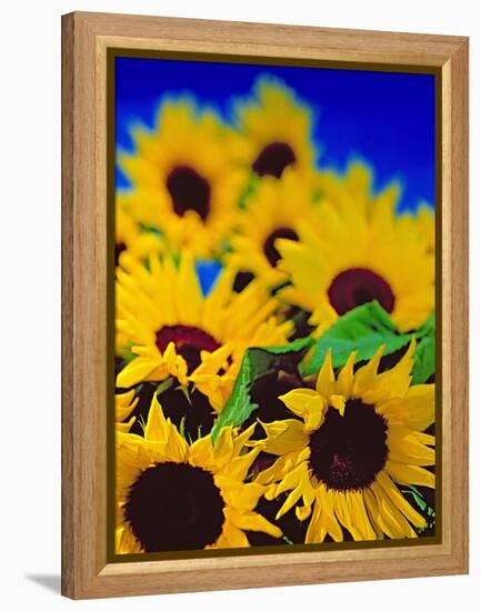 Sunflower Relief, 1999-Norman Hollands-Framed Premier Image Canvas