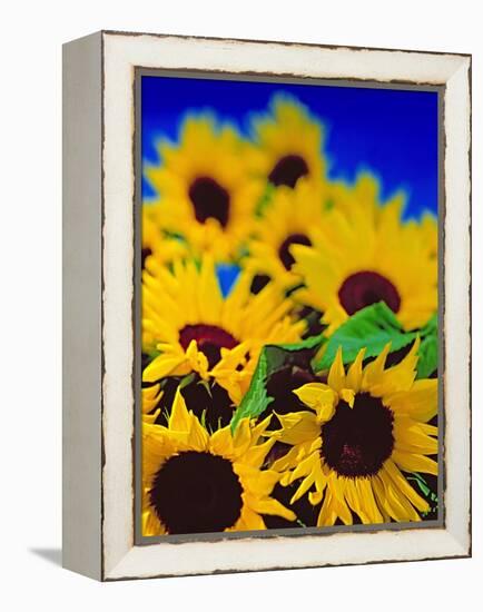 Sunflower Relief, 1999-Norman Hollands-Framed Premier Image Canvas