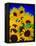 Sunflower Relief, 1999-Norman Hollands-Framed Premier Image Canvas