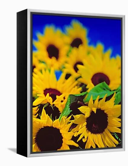 Sunflower Relief, 1999-Norman Hollands-Framed Premier Image Canvas