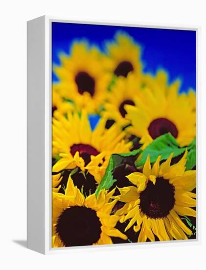 Sunflower Relief, 1999-Norman Hollands-Framed Premier Image Canvas