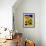 Sunflower Relief, 1999-Norman Hollands-Framed Photographic Print displayed on a wall