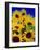 Sunflower Relief, 1999-Norman Hollands-Framed Photographic Print