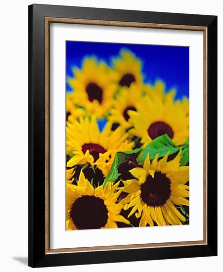 Sunflower Relief, 1999-Norman Hollands-Framed Photographic Print