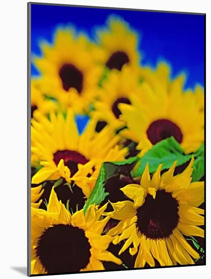 Sunflower Relief, 1999-Norman Hollands-Mounted Photographic Print