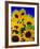 Sunflower Relief, 1999-Norman Hollands-Framed Photographic Print