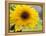 Sunflower, Seattle, Washington, USA-Terry Eggers-Framed Premier Image Canvas