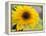 Sunflower, Seattle, Washington, USA-Terry Eggers-Framed Premier Image Canvas