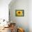 Sunflower, Seattle, Washington, USA-Terry Eggers-Framed Premier Image Canvas displayed on a wall