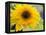 Sunflower, Seattle, Washington, USA-Terry Eggers-Framed Premier Image Canvas